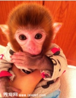 宠物猴养殖基地出售宠物猴多少钱一只，袖珍石猴多少钱一只