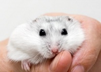 仓鼠可以吃什么？仓鼠又有哪些东西不能吃？