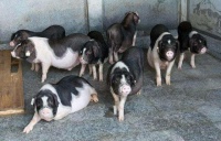 怎么教宠物猪去指定的地方拉屎（如何教猪仔定点大小便）