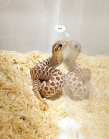 一条小的猪鼻蛇市场价格多少钱，它能记得主人吗