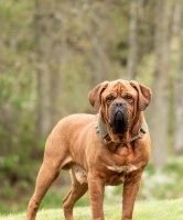大型犬养育指南（了解大型犬的品种特征和适宜养育的名称，让你做出明智的选择）