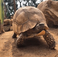 三大类宠物龟致命槽点大公开：腐皮、电费、证件…哪个最劝退你？