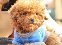 制作泰迪狗粮制作方法窍门