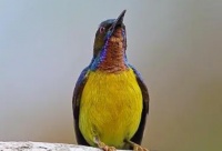 东紫背食蜜鸟介绍