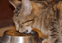 猫咪不吃猫粮可食：营养辅食、新鲜肉类