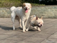 一直听说养狗是 “烧钱坑”，到底月薪多少才配养？看完这篇帮你算清楚