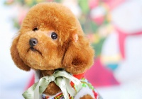 养狗知识：幼犬需要吃钙片吗 刚满一个月的小猫吃什么