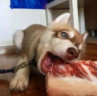 狗狗吃牛肉别踩雷！兽医私藏6大黄金法则，这样喂毛孩才能壮实不