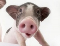 宠物猪：人见人爱的小萌物