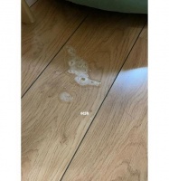 狗狗吐棕色水怎么办？（以宠物为主，详细解决方法，）