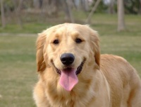 宠物狗新手中型犬怎么养