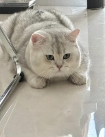 猫咪卵磷脂推荐哪些好？哪些品牌品质好？