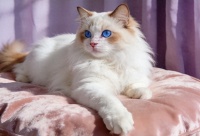 预算友好的优质猫粮推荐：10大品牌好吃营养又不贵