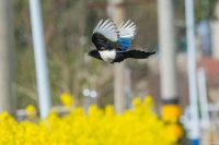 N零基础驯鸟指南：让喜鹊开口说话的日常训练法