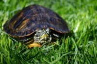 十大最适合新手养的乌龟