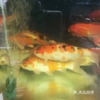 上海热带鱼市场，宠物控必逛！