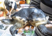 【乌龟病害防治】龟的常见病的诊断与治疗