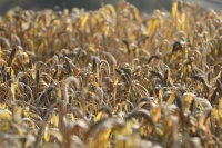 仓鼠有哪些品种及图片 仓鼠有多少种品种