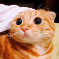 宠物天空：宠物领域是一个不断增长和充满潜力的市场，随着宠物在家庭中地位的提升，相关的创业机会也在增加。
以下是一些目前比较不错的宠物创业项目方向：
1. 宠物食品和零食
健康天然食品：随着宠物主人对宠物健康的关注增加，健康、天然、有机的宠物食品市场潜力巨大。
特殊饮食需求：针对宠物的特定健康问题，如过敏、肥胖、糖尿病等，开发专门的宠物食品。
2. 宠物用品
智能宠物用品：智能喂食器、智能玩具、GP...