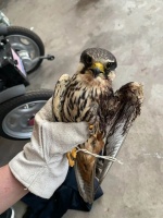 南非狮子养殖产业催生盗猎危机，合法贸易掩盖非法骨头出口