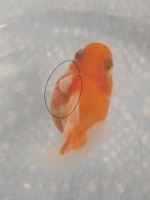 狮子头金鱼头上有白点