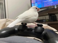 散养文鸟易飞失，需谨慎管理。