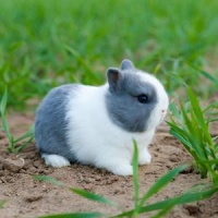 宠物兔的种类大全