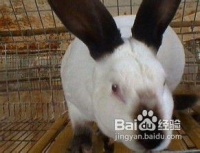 宁津宠物兔养殖崽多少钱,养一千只兔子需要投资多少钱