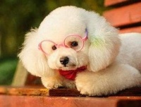 宠物速运快递查询