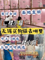 无锡买比熊犬哪里靠谱？无锡这里买比熊犬靠谱推荐，售后无忧！