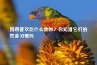 鹦鹉喜欢吃什么食物？你知道它们的饮食习惯吗
