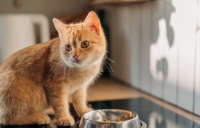 2025年幼猫专用猫粮产品评估：营养成分对比以及用户反馈分析