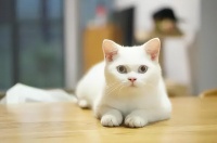 台湾宠物论坛有哪些（国内宠物爱好者必知的台湾宠物网站）