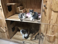 中国蓝观察丨新战袍、年夜饭、抢“床位” 春节宠物消费迎热潮