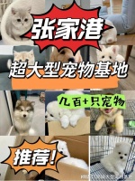 张家港哪里可以实体店看宠物？实地探访这确保安全选购您的爱宠