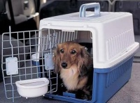 哈尔滨托运宠物