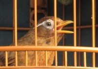 如何让画眉鸟生头快速服笼？