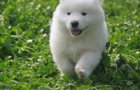 萨摩耶月度成长速览：1