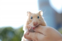 仓鼠可以用水洗澡吗？该怎样给仓鼠洗澡