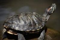 巴西龟的养殖方法