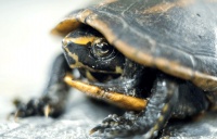 果核泥龟会是下一个“龟市泡沫”？深度剖析它与南石、白化巴西的本质不同