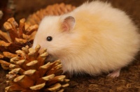 麦叮卡仓鼠浴沙能放到窝里吗