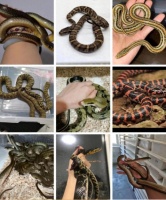 0经验也能上手！最适合初学者的3款温顺宠物蛇