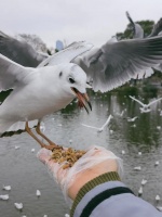 翠湖惊现“荤鸥粮”！10元一袋，无商品名也无配料表