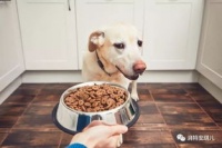 纠正宠物狗挑食怎么办啊
