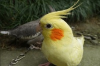 养鸟小课堂：鹦鹉单眼伤风怎么治疗