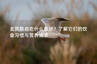 玄凤鹦鹉吃什么最好？了解它们的饮食习惯与营养需求