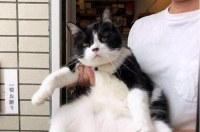 如何应对家中宠物猫咪捣乱搞破坏（教你从源头解决猫咪捣乱问题）