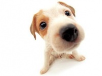 宠物狗怎么才能吃东西呢