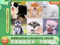 北京海淀万寿寺其他宠物用品电话